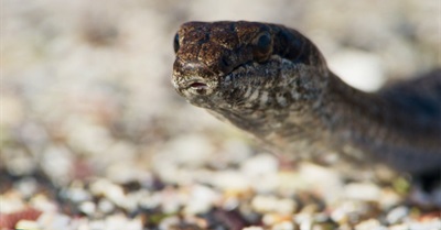 Footage From Planet Earth is the Most Amazing Chase Scene You'll See All Year