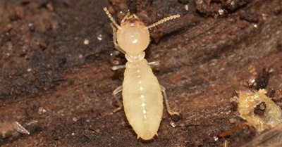 بعض الطرق للتخلص من الحشرات في فصل الصيف