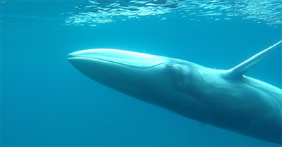 Meet the Lazarus Creatures - Six Species We Thought Were Extinct, but Aren't