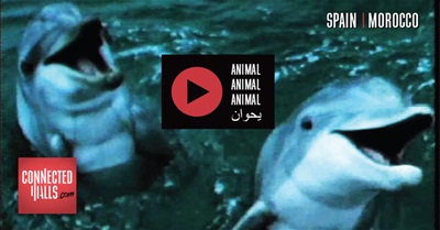 Connected Walls - Spain/Morocco - Film on Topic #animal