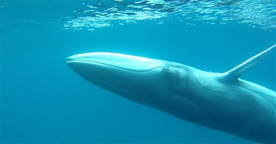 Rare Omura Whale Caught on Camera for First Time