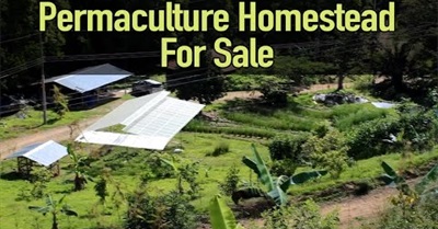 Permaculture Homestead Lot For Sale (SOLD)