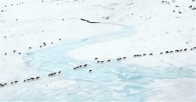 Biological Annihilation: a Planet in Loss Mode