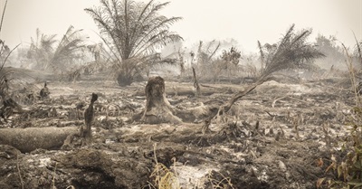 Indonesia's Palm Oil Fires: Interview With Friends of the Earth Indonesia