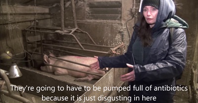 Veganuary Undercover: the reality for pigs on British farms