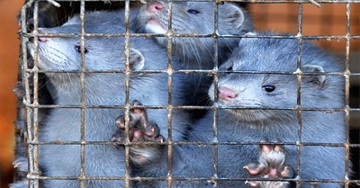 The Dutch Ban Fur Farms That Kill 6 Million Mink a Year