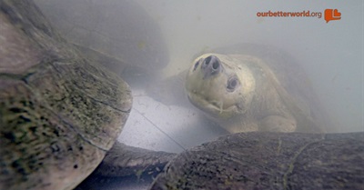 Meet the Guardians of the Terrapins