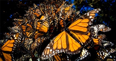 Monarchs by the Millions: Welcome to Butterfly Forest