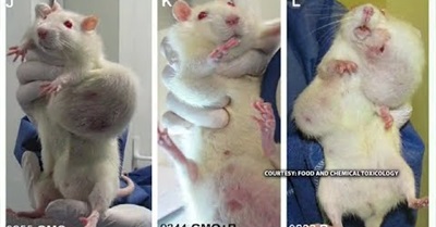 Conclusive Link Between GMOs and Cancer | Brainwash Update