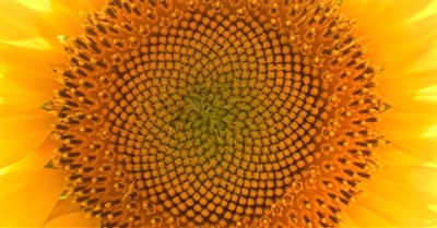 Films for Action — A Social Change-Oriented Alternative to Medium