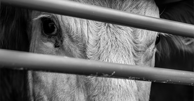 I Stopped Eating Animals Because of Human Rights