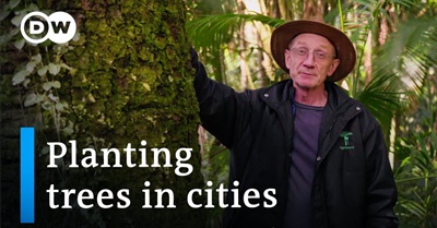 Can Trees Stop Climate Change?