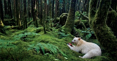 Landmark Deal to Protect Canadian Rainforest Called a 'Gift to the World'