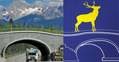 The Compelling Case for Wildlife Crossings