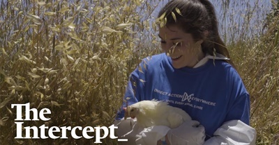 They Rescued Pigs and Turkeys From Factory Farms — and Now Face Decades in Prison