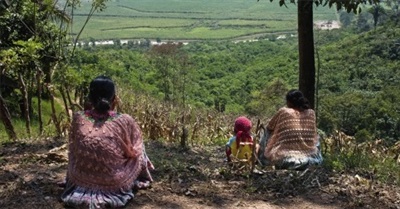 Caught in the Net: How "net-zero Emissions" Will Delay Real Climate Action and Drive Land Grabs