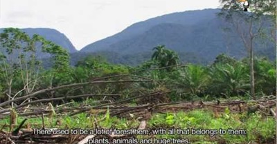 Our Daily Palm Oil - Peru's Rainforest Threatened by Monocultures
