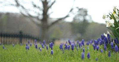 It's the Planet Stupid!: Capitalism and The Destruction of the Commons