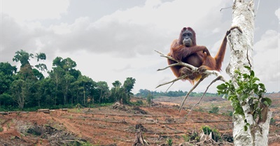 Stop a Billion-dollar Gift to the Palm Oil industry!