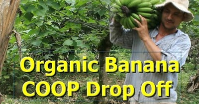 Organic Banana COOP Drop Off ~ COSTA RICA