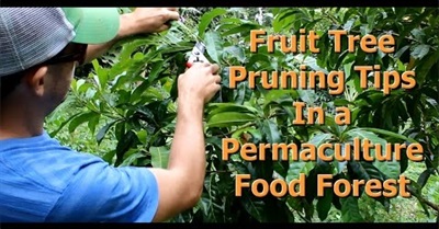Fruit Tree Pruning Tips for a Permaculture Food Forest "Living Permaculture" Episode 5