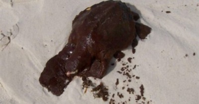 The Big Fix: Documentary Exposes BP, U.S. Gov't on Gulf Disaster