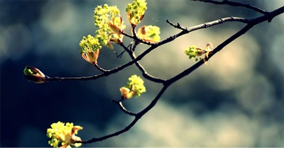 Embracing 'Radical Hope' in Our Fight to Save the Earth