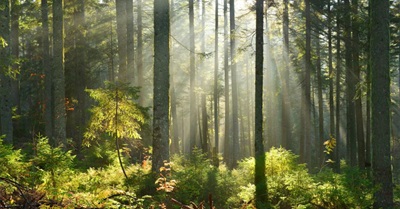 How Forests Can Be a Bigger Part of the Answer to Climate Change