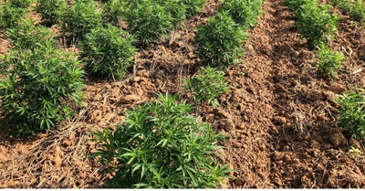 Buy Online CBD Products Like Oil, Capsules, Lotion, Tinctures, and Gummies | Buy Online CBD Products At Hemlock Company CBD