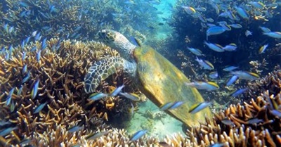 The Sea & Me: Australia's Extraordinary Ocean Guardians