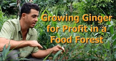 How to Grow Ginger for Profit in a Food Forest "Living Permaculture" Episode 3