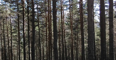 Degrowth Is the Radical Post-Brexit Future the UK Needs