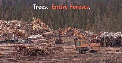 SOS - A Call to Save Forests in Southern US from Being Burned in EU Power Stations