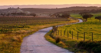 Searching for Protagonist in Portugal