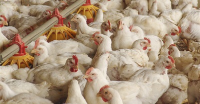 Just Because Your Chicken Is Organic Doesn't Mean It Was Raised Humanely