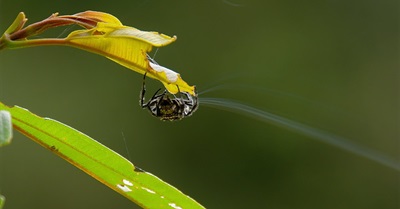 Watch a Thumbnail-Sized Spider Build a 25 Meter Bridge