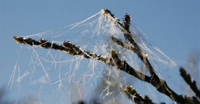Save Canadian Pregnant Woman, Held Hostage in Israel. We Need to Stop This Abuse today!