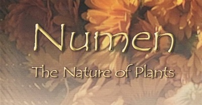 Numen: The Nature of Plants