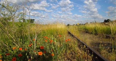 Bioregional Quiz: How Well Do You Know the Place in Which You Live?