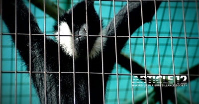 Article 12: Waking up in a surveillance society