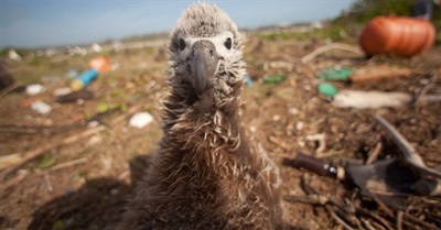 9 Out of 10 Seabirds Have Eaten Plastic