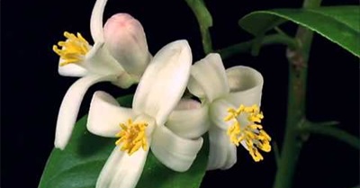 The Battlefield is You!