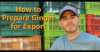 How to Prepare Ginger for Export with Brendon McKeon