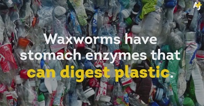 Could These Bugs Solve Our Trash Problem?