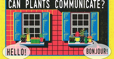 Can Plants Talk to Each Other?