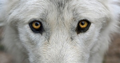 Las dos direcciones del mundo - la leyenda del lobo blanco y del lobo negro.