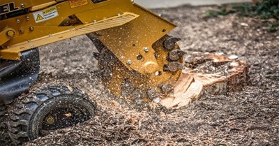 How Much Does Stump Grinding Cost in Bournemouth