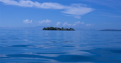 For Sharks' Sake, Take a Vacation!