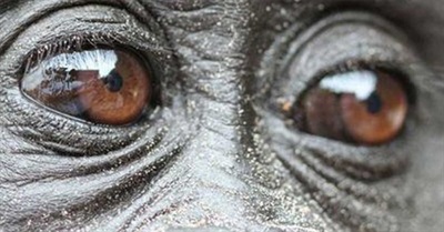 Prospective Congo Palm Oil Plantation Wrecking Prime Great Ape Habitat