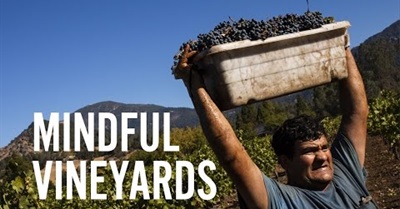 Mindful Vineyards